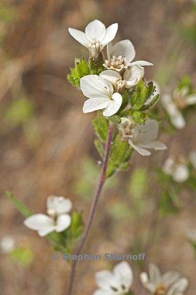 calycadenia mollis 3 graphic